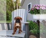Small Photo #2 Boxer Puppy For Sale in EDINA, MO, USA
