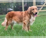 Small Photo #1 Golden Retriever Puppy For Sale in SAN AUGUSTINE, TX, USA