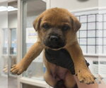 Small #3 German Shepherd Dog Mix
