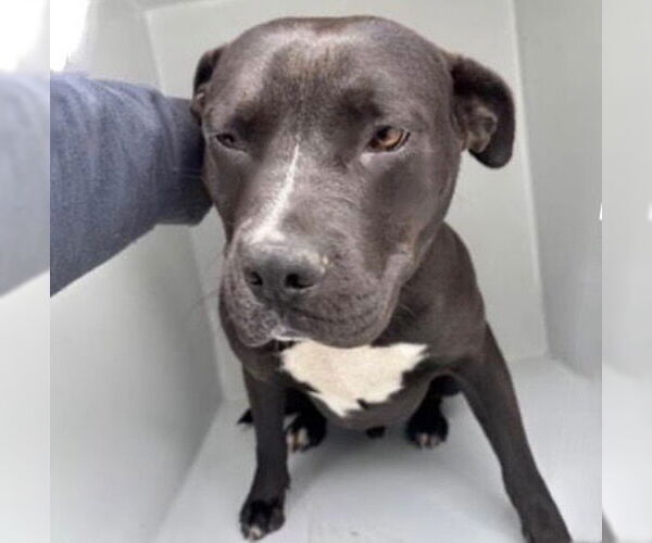 Medium Photo #2 Mutt Puppy For Sale in Houston, TX, USA