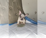 Small Photo #9 French Bulldog Puppy For Sale in MONEE, IL, USA