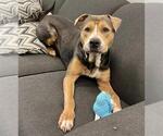Small #1 American Pit Bull Terrier Mix