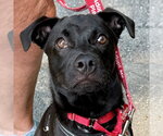 Small #8 Labrador Retriever Mix