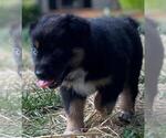 Small Photo #8 Australian Shepherd Puppy For Sale in MATTHEWS, NC, USA