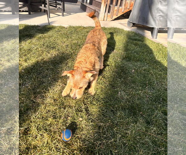 Medium Photo #4 Chihuahua-Unknown Mix Puppy For Sale in Sandy, UT, USA