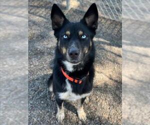 Siberian Husky-Unknown Mix Dogs for adoption in Woodland, CA, USA