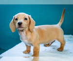 Puppy Jeff Dachshund