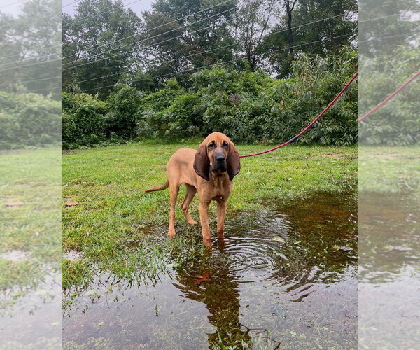 Medium Photo #1 Mutt Puppy For Sale in Spring Lake, NJ, USA