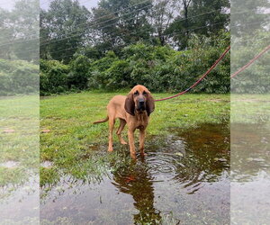 Mutt Dogs for adoption in Spring Lake, NJ, USA