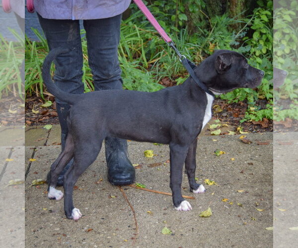 Medium Photo #5 American Staffordshire Terrier-Unknown Mix Puppy For Sale in Huntley, IL, USA