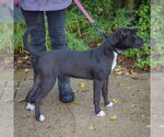 Small #4 American Staffordshire Terrier Mix