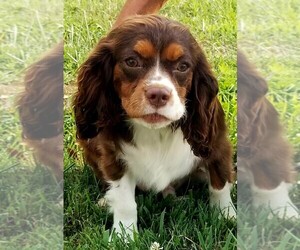 Father of the Cavalier King Charles Spaniel puppies born on 04/03/2025