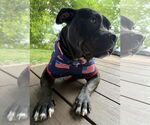 Small #8 Bulldog Mix