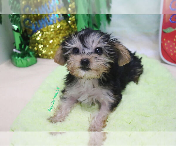 Medium Photo #1 Morkie Puppy For Sale in LAS VEGAS, NV, USA
