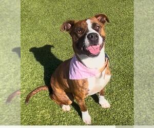 American Pit Bull Terrier Dogs for adoption in Newton, NC, USA