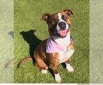 Small American Pit Bull Terrier