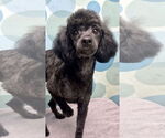 Small #3 Poodle (Miniature)