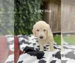 Puppy Puppy 5 bella Goldendoodle