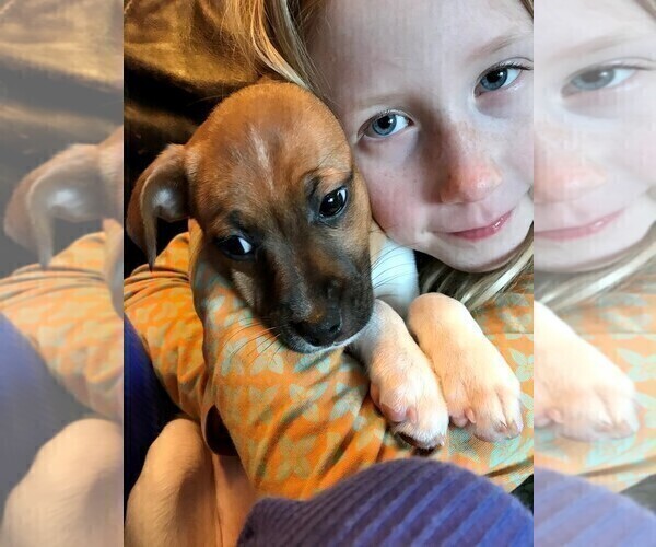 Medium Photo #3 Jack Russell Terrier-Jug Mix Puppy For Sale in STAFFORD SPRINGS, CT, USA