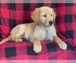 Small #7 Golden Retriever