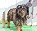Small Photo #3 Havanese-Unknown Mix Puppy For Sale in Newport Beach, CA, USA