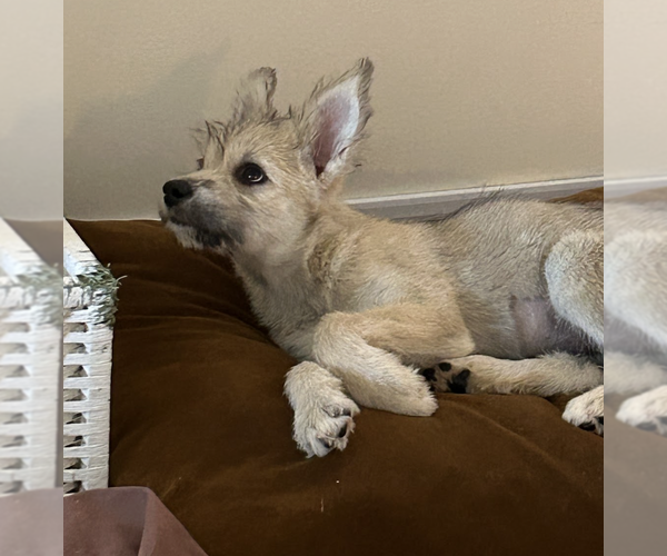 Medium Photo #3 Siberian Husky-Unknown Mix Puppy For Sale in Brooklyn, NY, USA