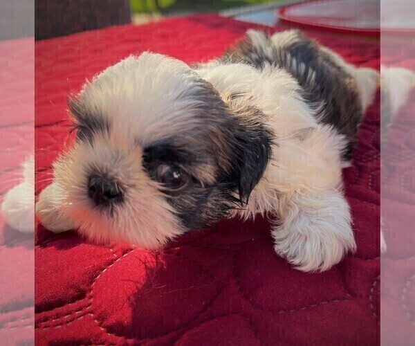 Medium Photo #25 Shih Tzu Puppy For Sale in MOORESVILLE, NC, USA