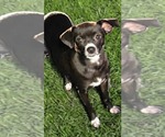 Small #3 Chihuahua Mix