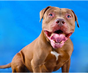 Mutt Dogs for adoption in Pasadena, CA, USA