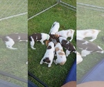 Image preview for Ad Listing. Nickname: Litter of 2