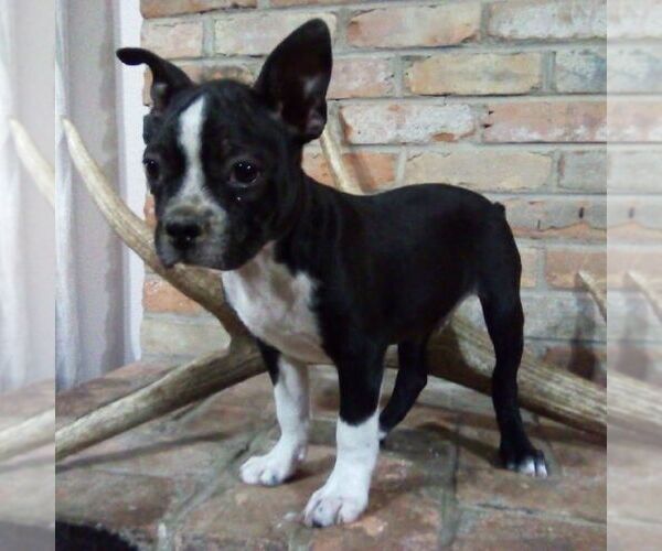 Medium Photo #1 Boston Terrier Puppy For Sale in HOT SPRINGS, SD, USA