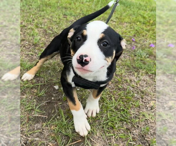 Medium Photo #1 Bulldog-Unknown Mix Puppy For Sale in Tarrytown, GA, USA