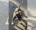 Small #4 American Bulldog