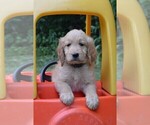 Small Photo #2 Goldendoodle Puppy For Sale in MIFFLINBURG, PA, USA