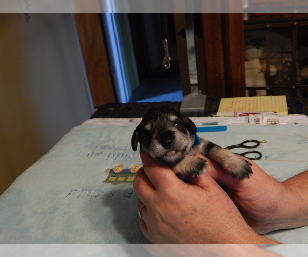 Medium Photo #1 Schnauzer (Miniature) Puppy For Sale in ROCKINGHAM, NC, USA