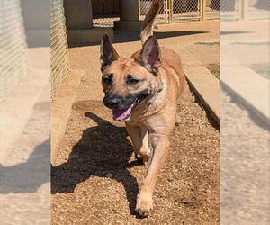 Mutt Dogs for adoption in Plano, TX, USA
