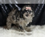 Small #3 Goldendoodle (Miniature)