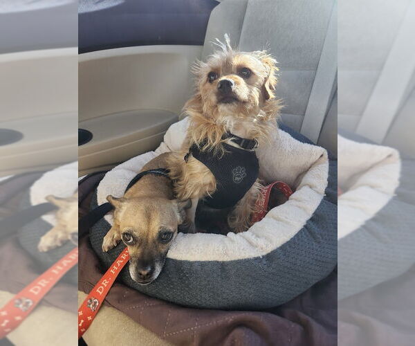 Medium Photo #2 Norwich Terrier-Unknown Mix Puppy For Sale in San Francisco, CA, USA