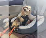 Small #1 Norwich Terrier Mix