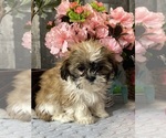 Small #5 Shih Tzu