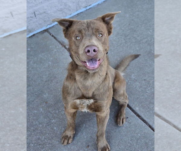 Medium Photo #9 Labrador Retriever-Unknown Mix Puppy For Sale in Lakewood, CO, USA