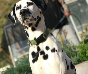 Father of the Dalmatian puppies born on 04/25/2025