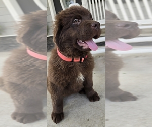 Medium Newfoundland