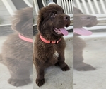 Puppy Tink Newfoundland