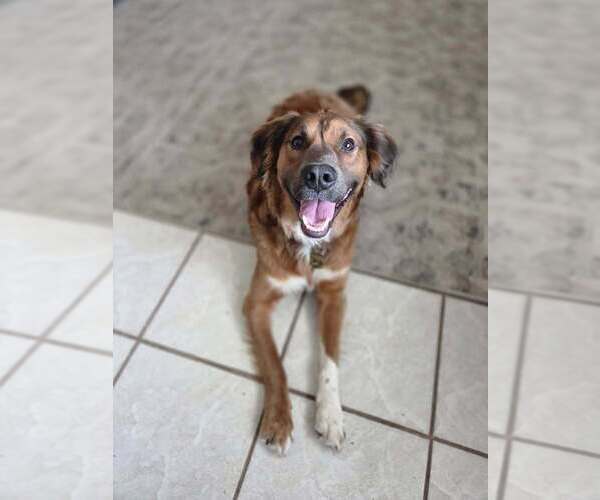 Medium Photo #1 Australian Shepherd-Unknown Mix Puppy For Sale in St. Augustine, FL, USA