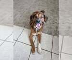 Small Australian Shepherd Mix