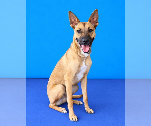 Medium Photo #2 Carolina Dog Puppy For Sale in Pasadena, CA, USA