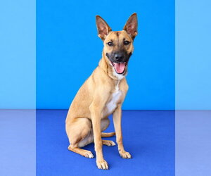 WORTHY - Male Carolina Dog Dog for Adoption - Photo #2