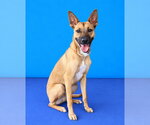 Small Photo #2 Carolina Dog Puppy For Sale in Pasadena, CA, USA