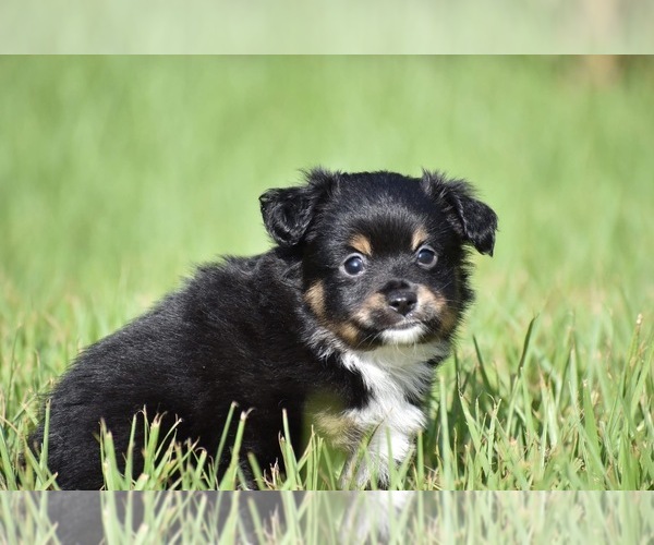 Medium Photo #7 Miniature Australian Shepherd Puppy For Sale in PALM COAST, FL, USA